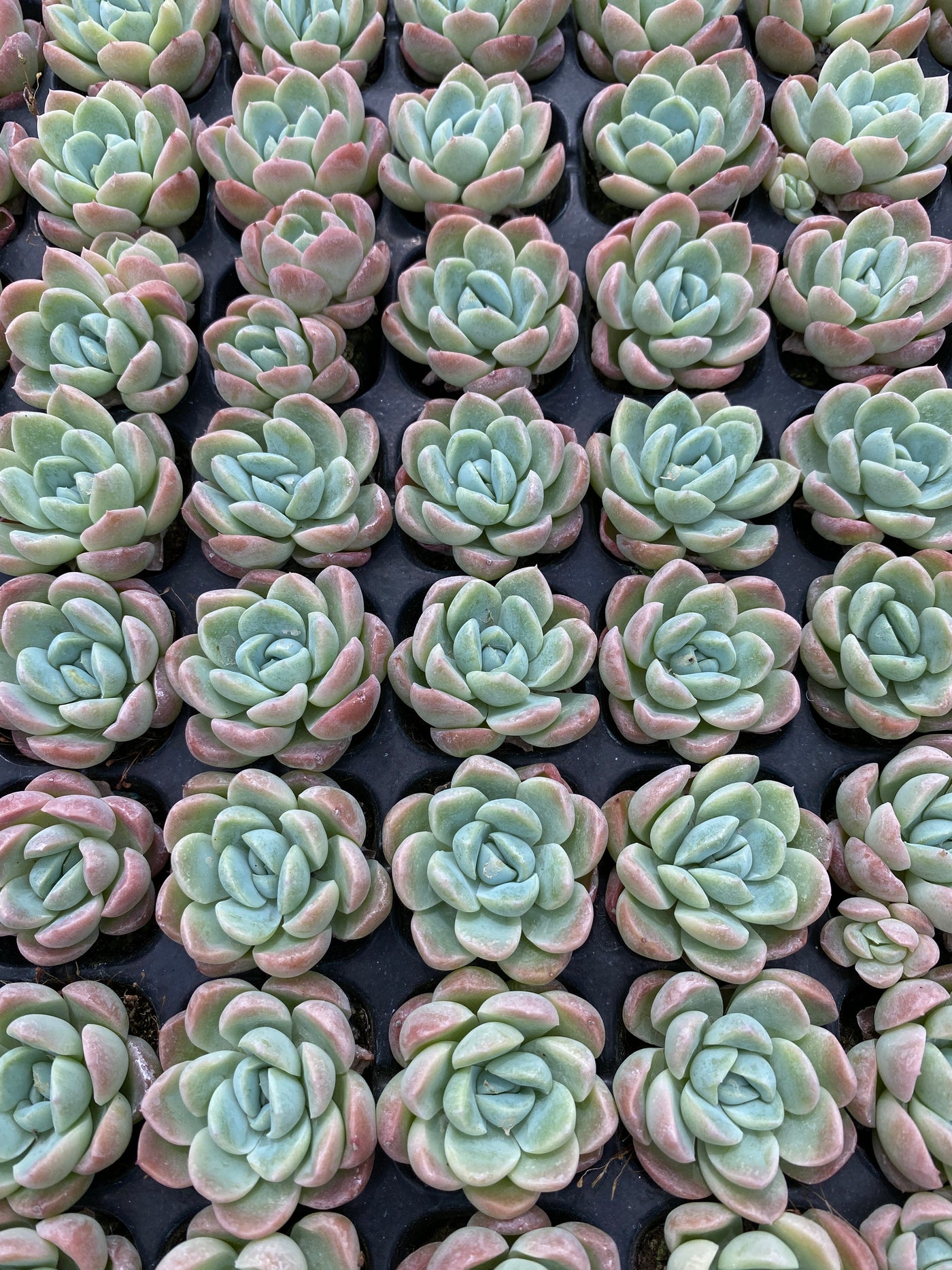 多肉植物 ユキビジョ 105株セット 品番AB0139
