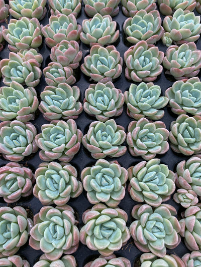 多肉植物 ユキビジョ 105株セット 品番AB0139