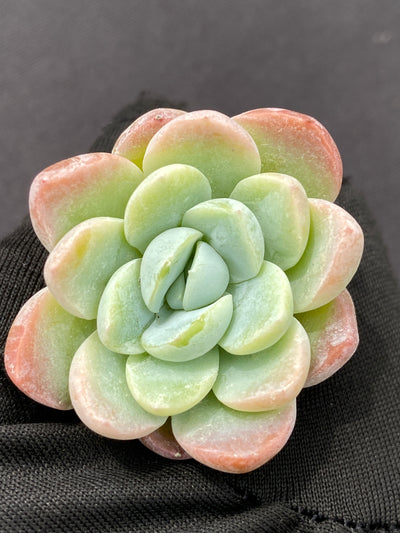 多肉植物 ユキビジョ 105株セット 品番AB0139
