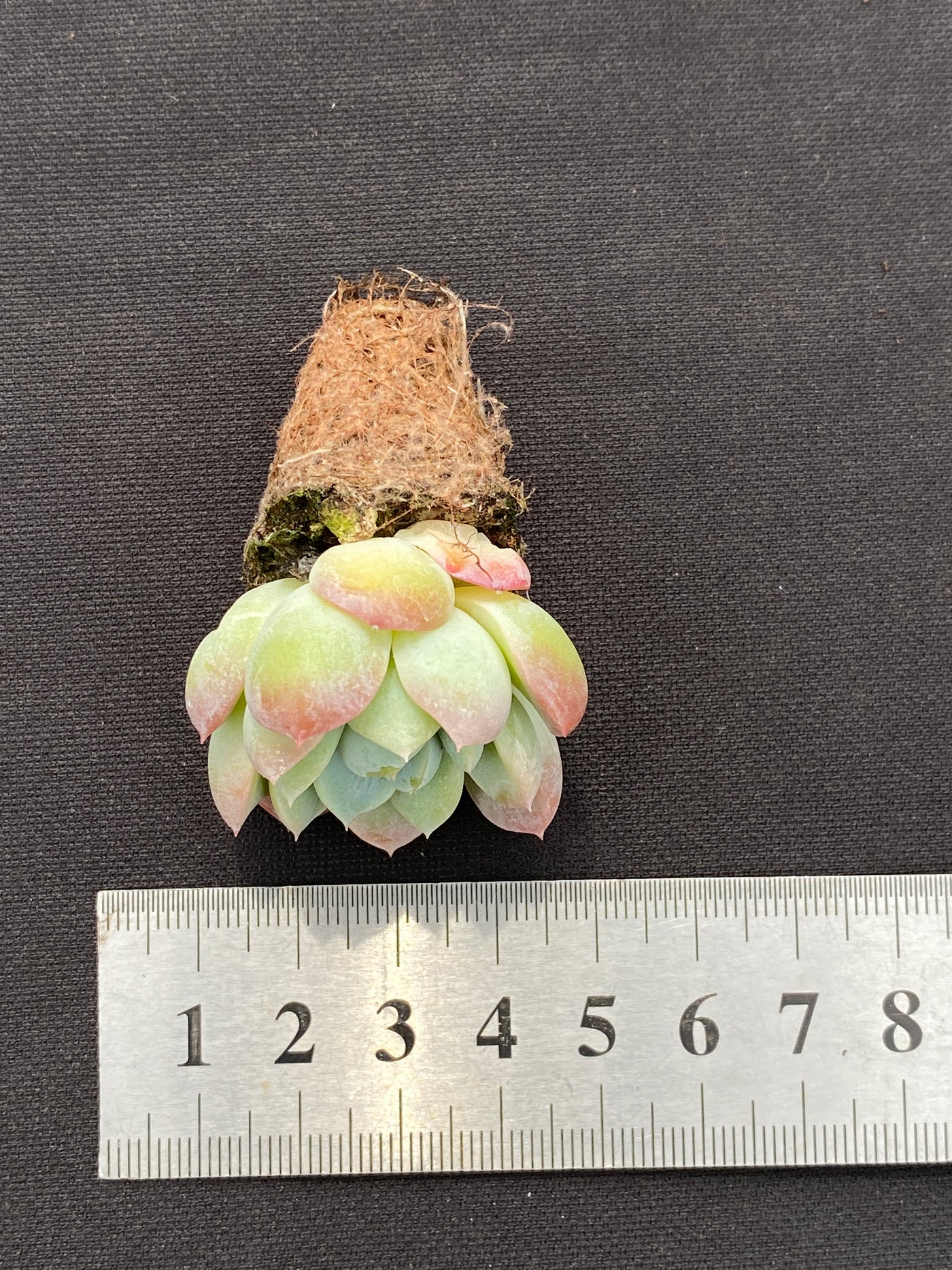 多肉植物 ユキビジョ 105株セット 品番AB0139