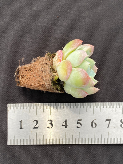 多肉植物 ユキビジョ 105株セット 品番AB0139