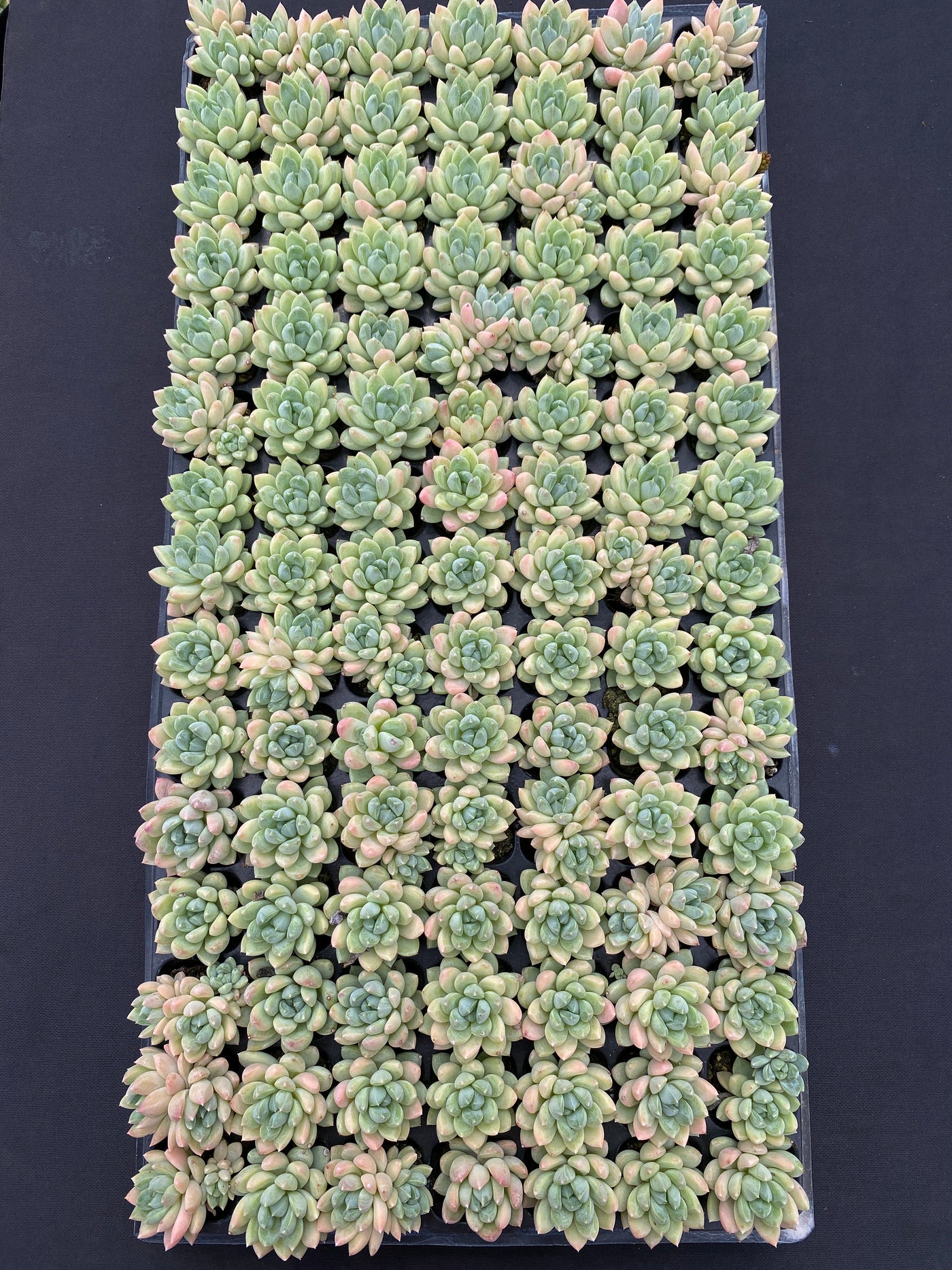 多肉植物 ゲンキョウ 105株セット 品番AB0136