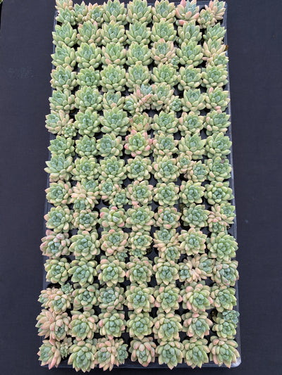 多肉植物 ゲンキョウ 105株セット 品番AB0136