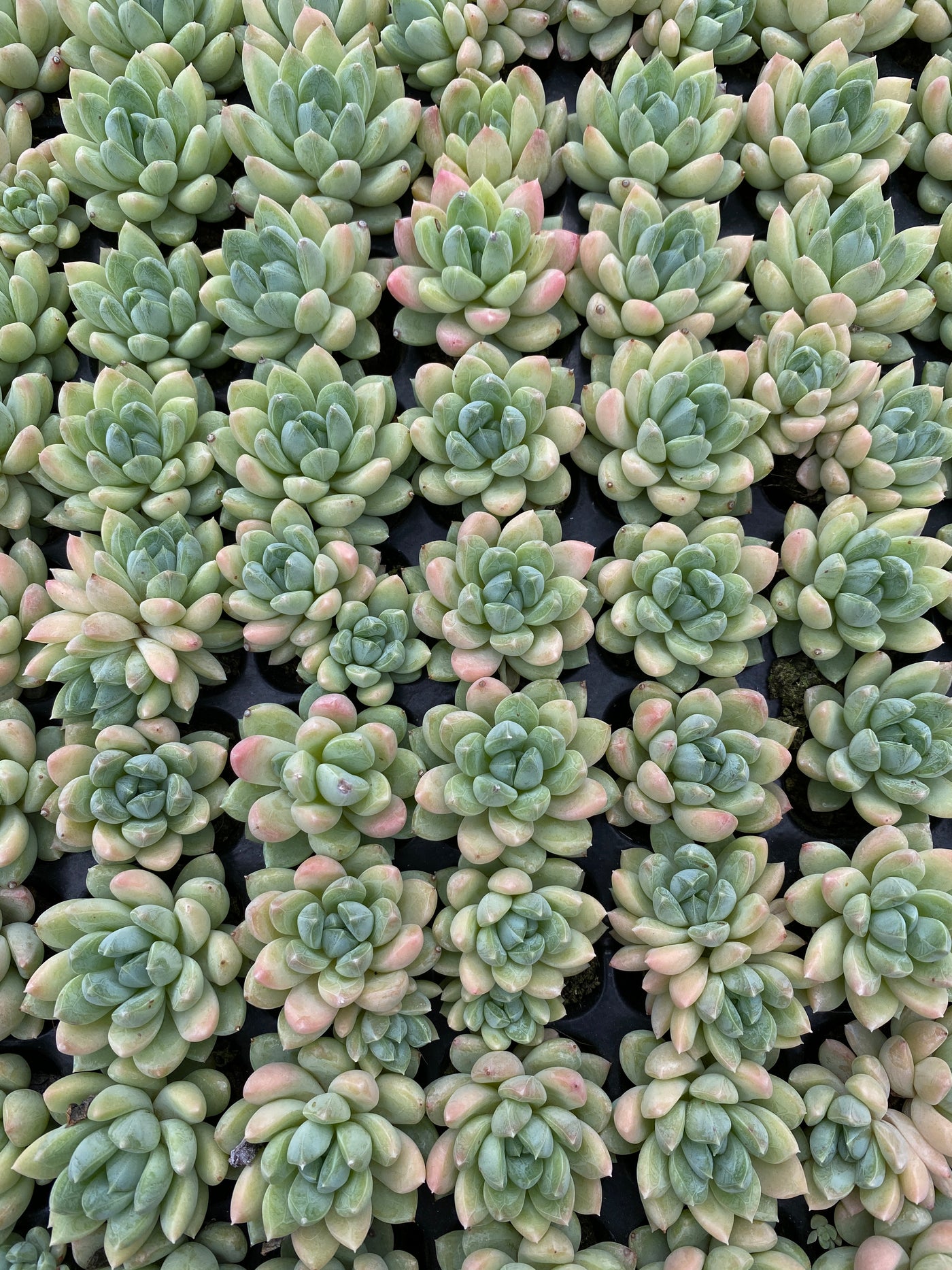 多肉植物 ゲンキョウ 105株セット 品番AB0136