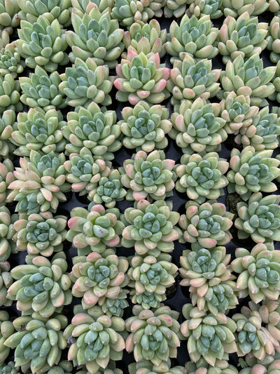 多肉植物 ゲンキョウ 105株セット 品番AB0136