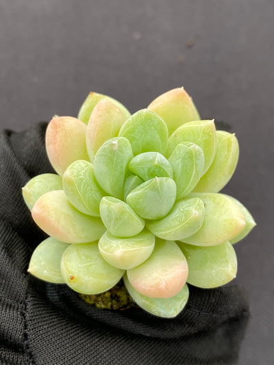 多肉植物 ゲンキョウ 105株セット 品番AB0136