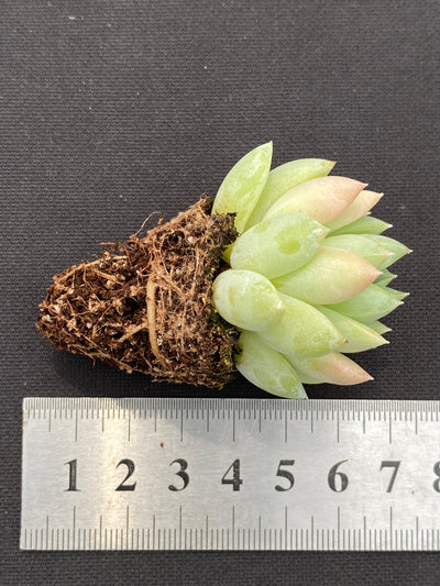 多肉植物 ゲンキョウ 105株セット 品番AB0136