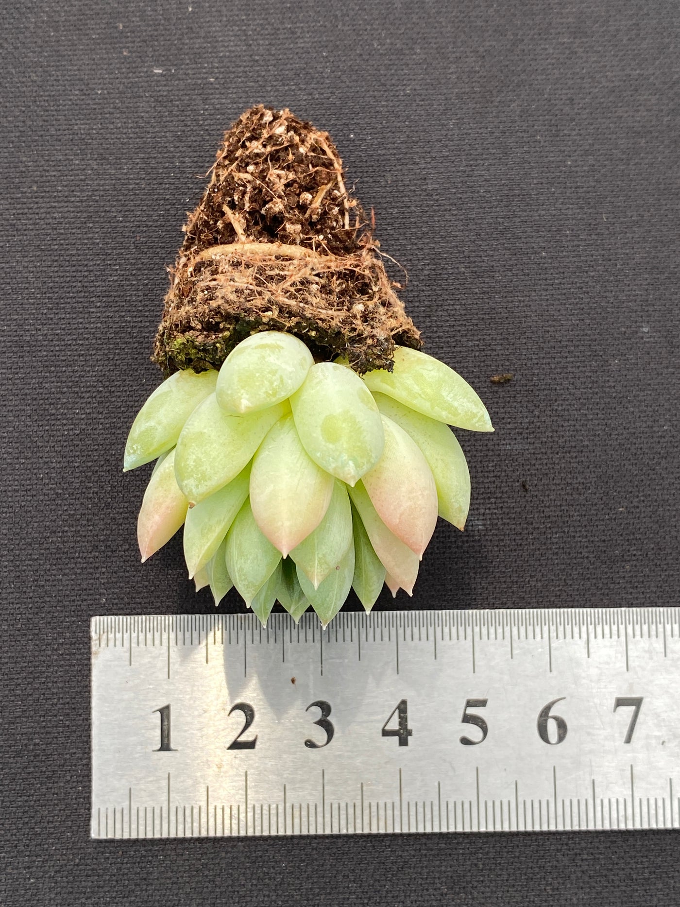 多肉植物 ゲンキョウ 105株セット 品番AB0136