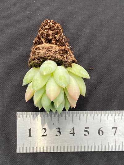 多肉植物 ゲンキョウ 105株セット 品番AB0136