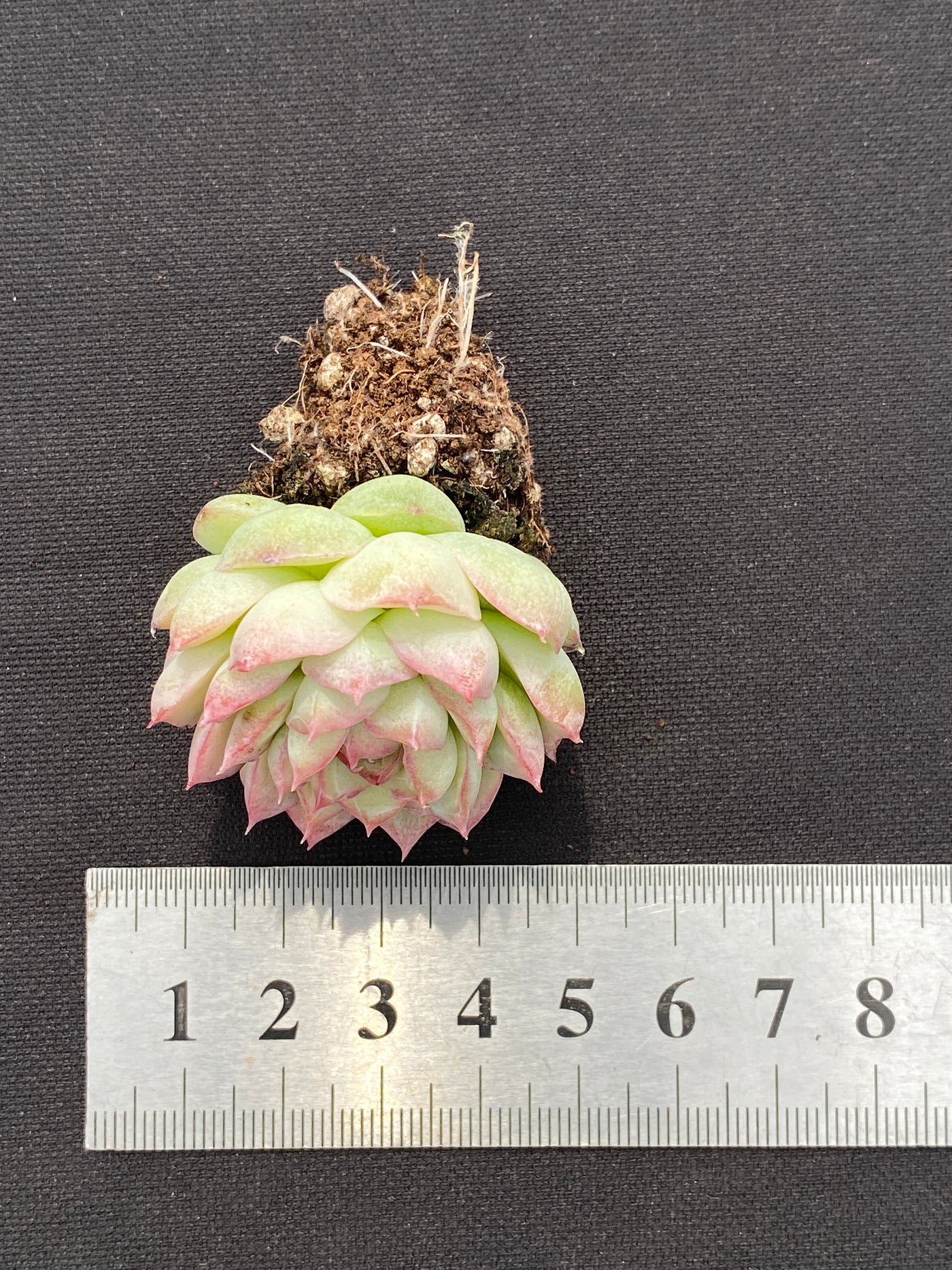 多肉植物 トウクンジョオウ 105株セット 品番AB0137