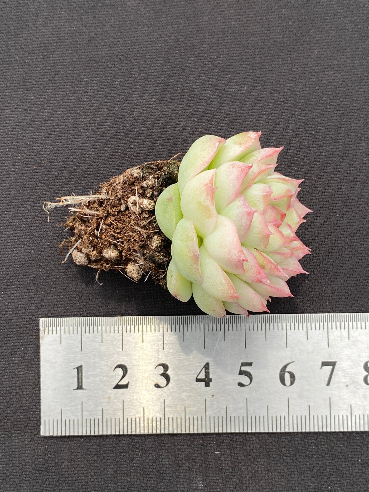 多肉植物 トウクンジョオウ 105株セット 品番AB0137