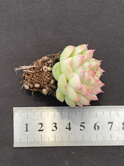 多肉植物 トウクンジョオウ 105株セット 品番AB0137