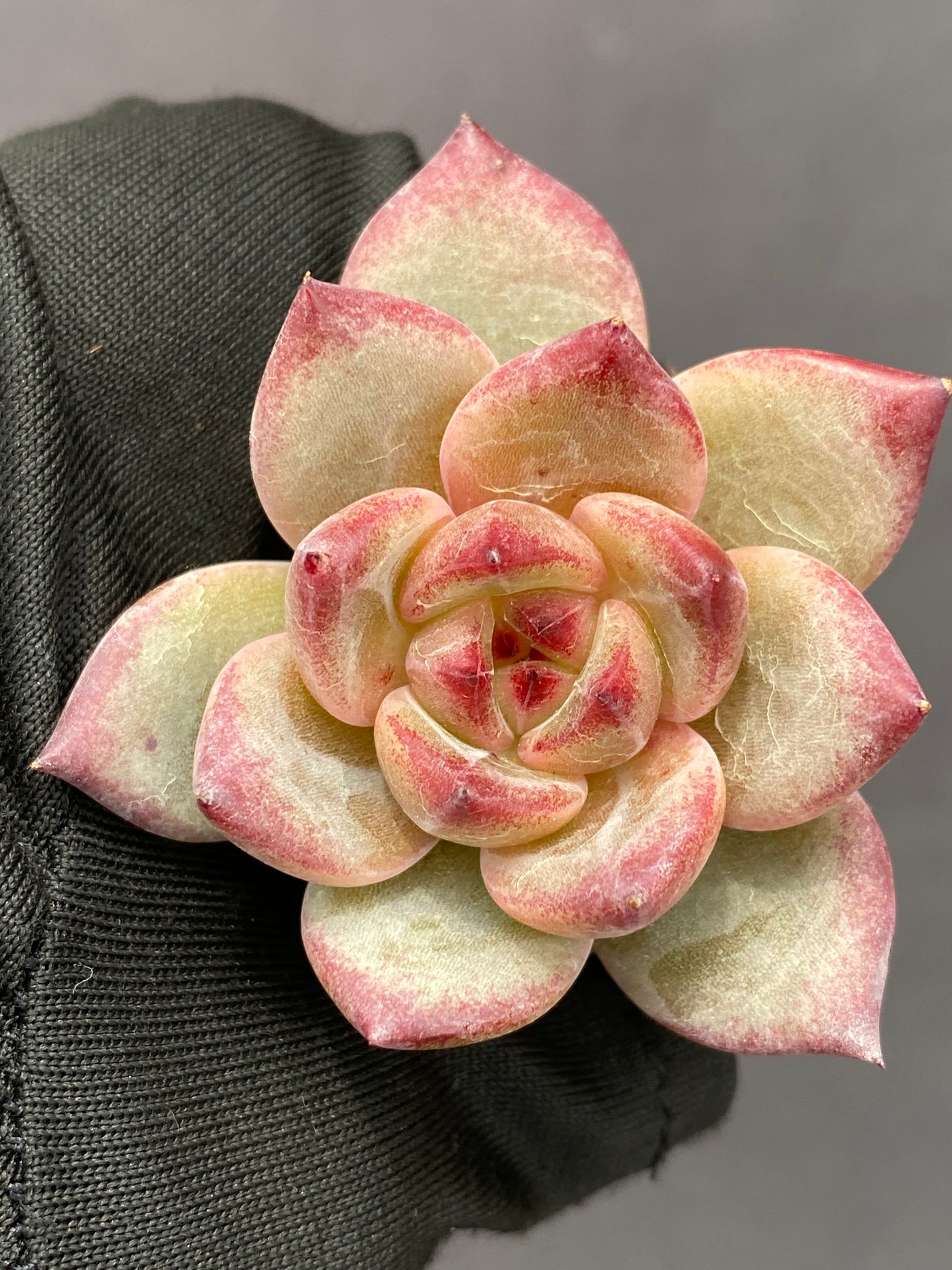 多肉植物 ブラックナイト 105株セット 品番AB0129