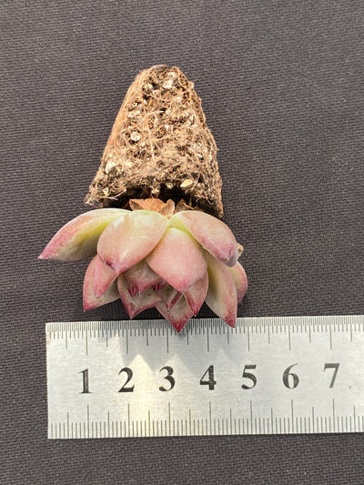 多肉植物 ブラックナイト 105株セット 品番AB0129