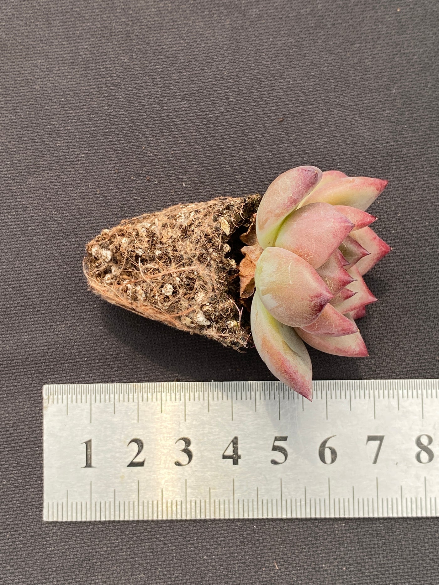 多肉植物 ブラックナイト 105株セット 品番AB0129