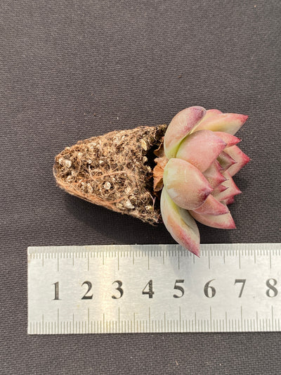 多肉植物 ブラックナイト 105株セット 品番AB0129