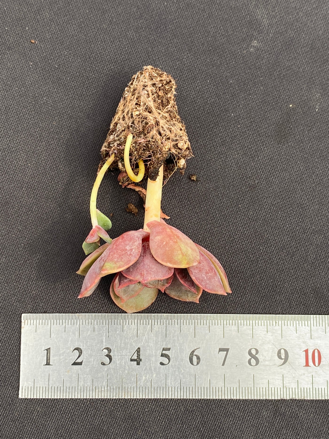 多肉植物 ダイコウホウ 105株セット 品番AB0160