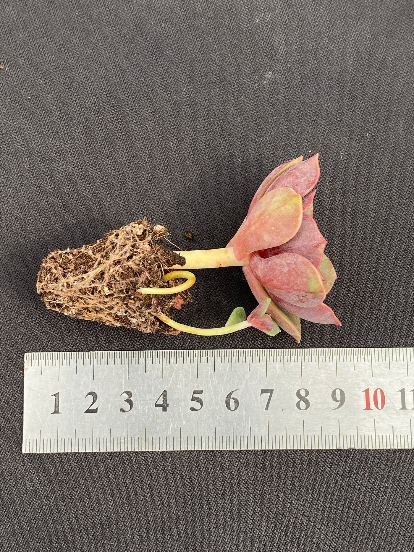 多肉植物 ダイコウホウ 105株セット 品番AB0160