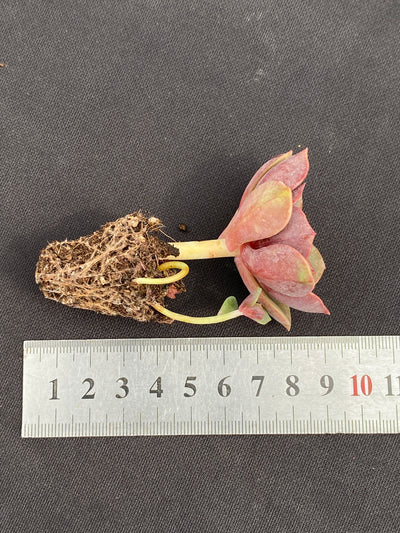 多肉植物 ダイコウホウ 105株セット 品番AB0160