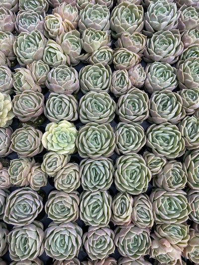 多肉植物 オンスノー 105株セット 品番AB0147