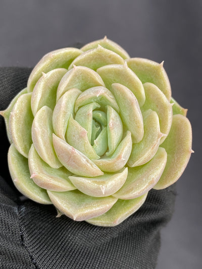 多肉植物 オンスノー 105株セット 品番AB0147