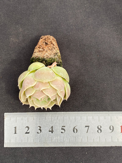 多肉植物 オンスノー 105株セット 品番AB0147