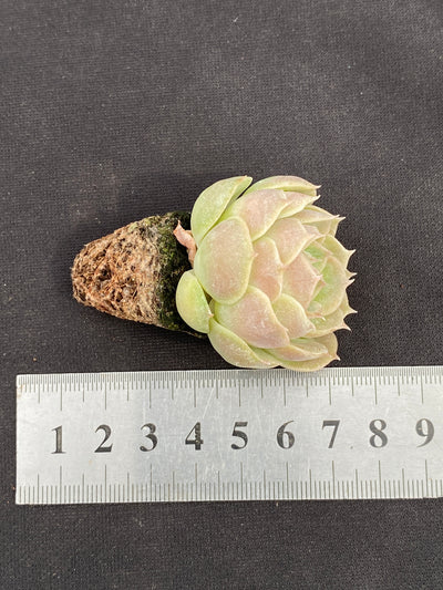 多肉植物 オンスノー 105株セット 品番AB0147