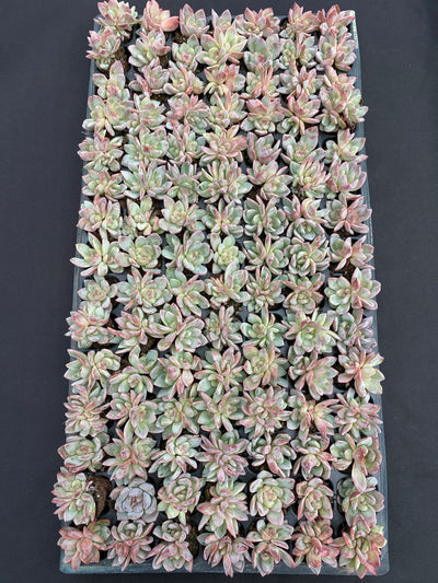 多肉植物 ホシカゲ 105株セット 品番AB0153