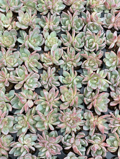 多肉植物 ホシカゲ 105株セット 品番AB0153