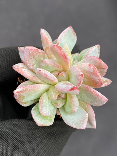 多肉植物 ホシカゲ 105株セット 品番AB0153