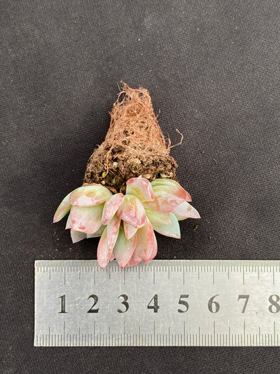 多肉植物 ホシカゲ 105株セット 品番AB0153
