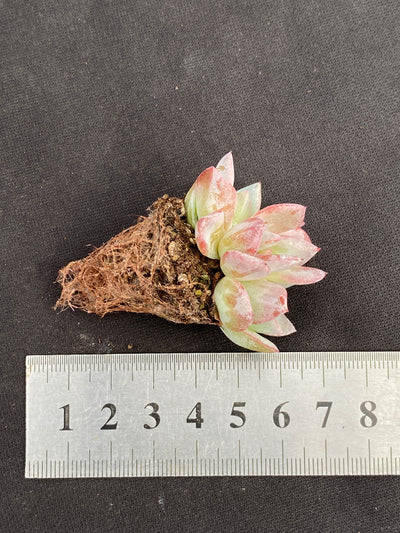 多肉植物 ホシカゲ 105株セット 品番AB0153