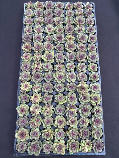 多肉植物 ブラッククリスタル 105株セット 品番AB0152