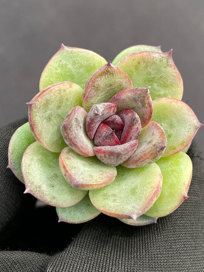 多肉植物 ブラッククリスタル 105株セット 品番AB0152