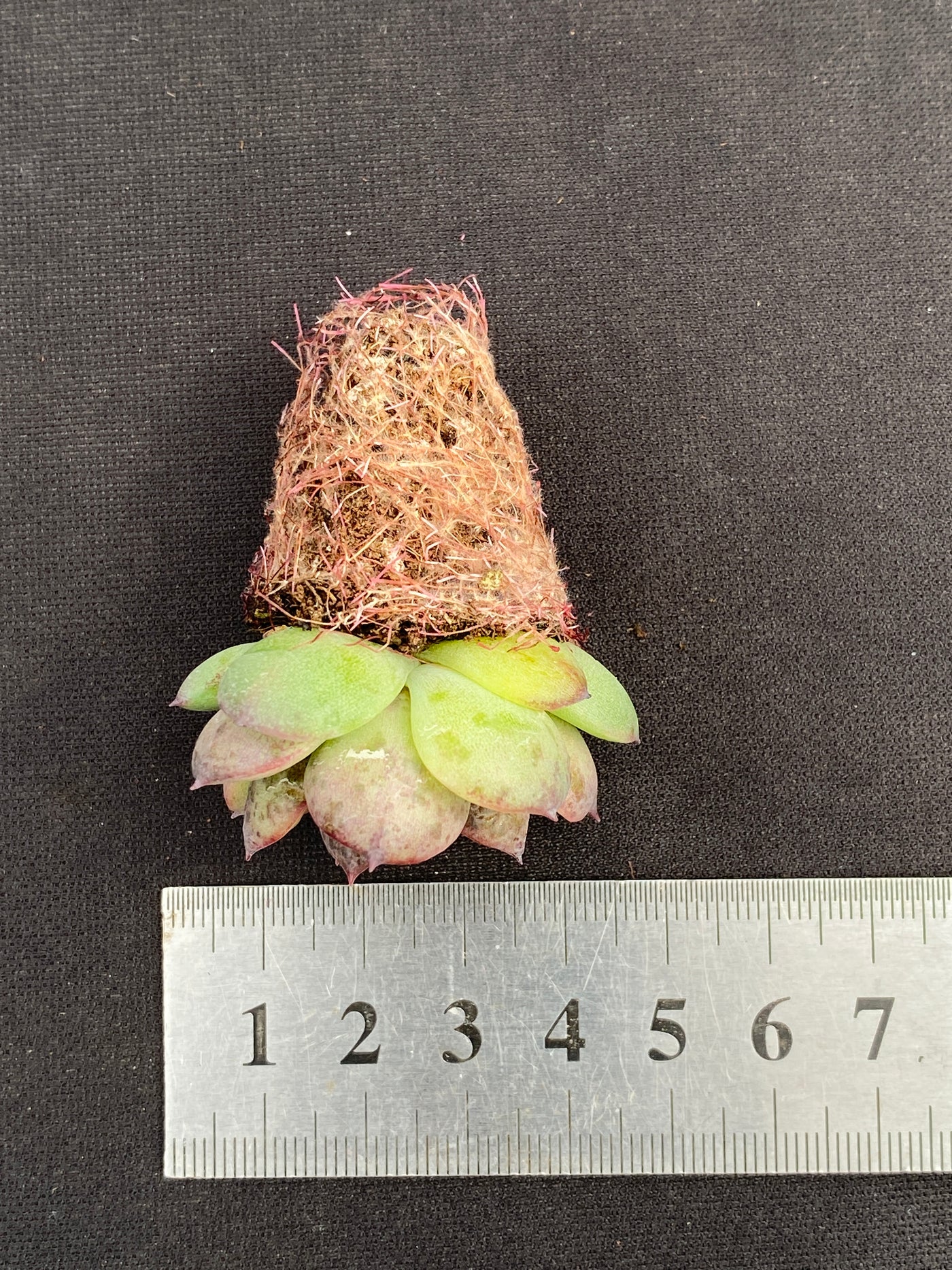 多肉植物 ブラッククリスタル 105株セット 品番AB0152