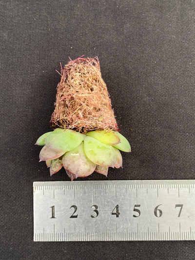 多肉植物 ブラッククリスタル 105株セット 品番AB0152