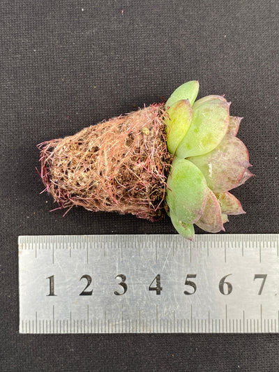多肉植物 ブラッククリスタル 105株セット 品番AB0152