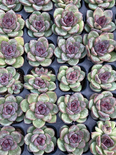 多肉植物 ブラッククリスタル 105株セット 品番AB0152