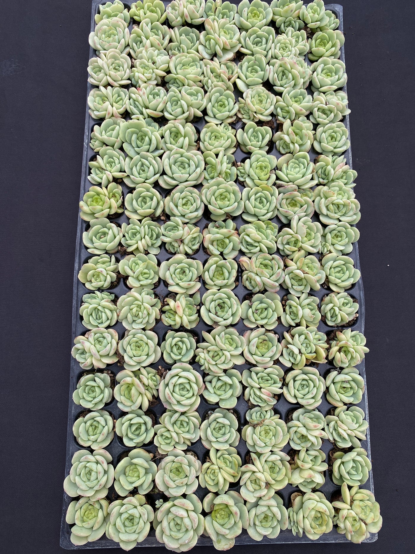 多肉植物 ベイビーグリーン 105株セット 品番AB0187