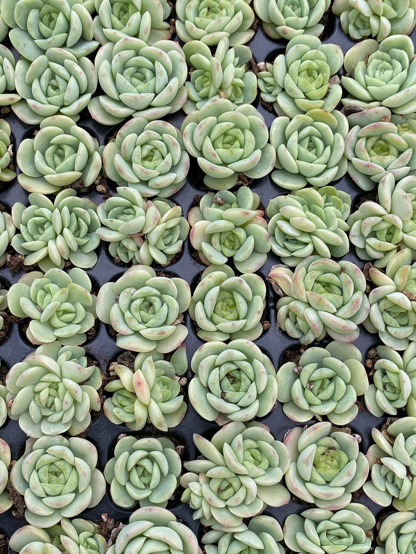 多肉植物 ベイビーグリーン 105株セット 品番AB0187