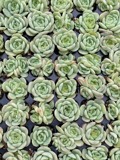 多肉植物 ベイビーグリーン 105株セット 品番AB0187