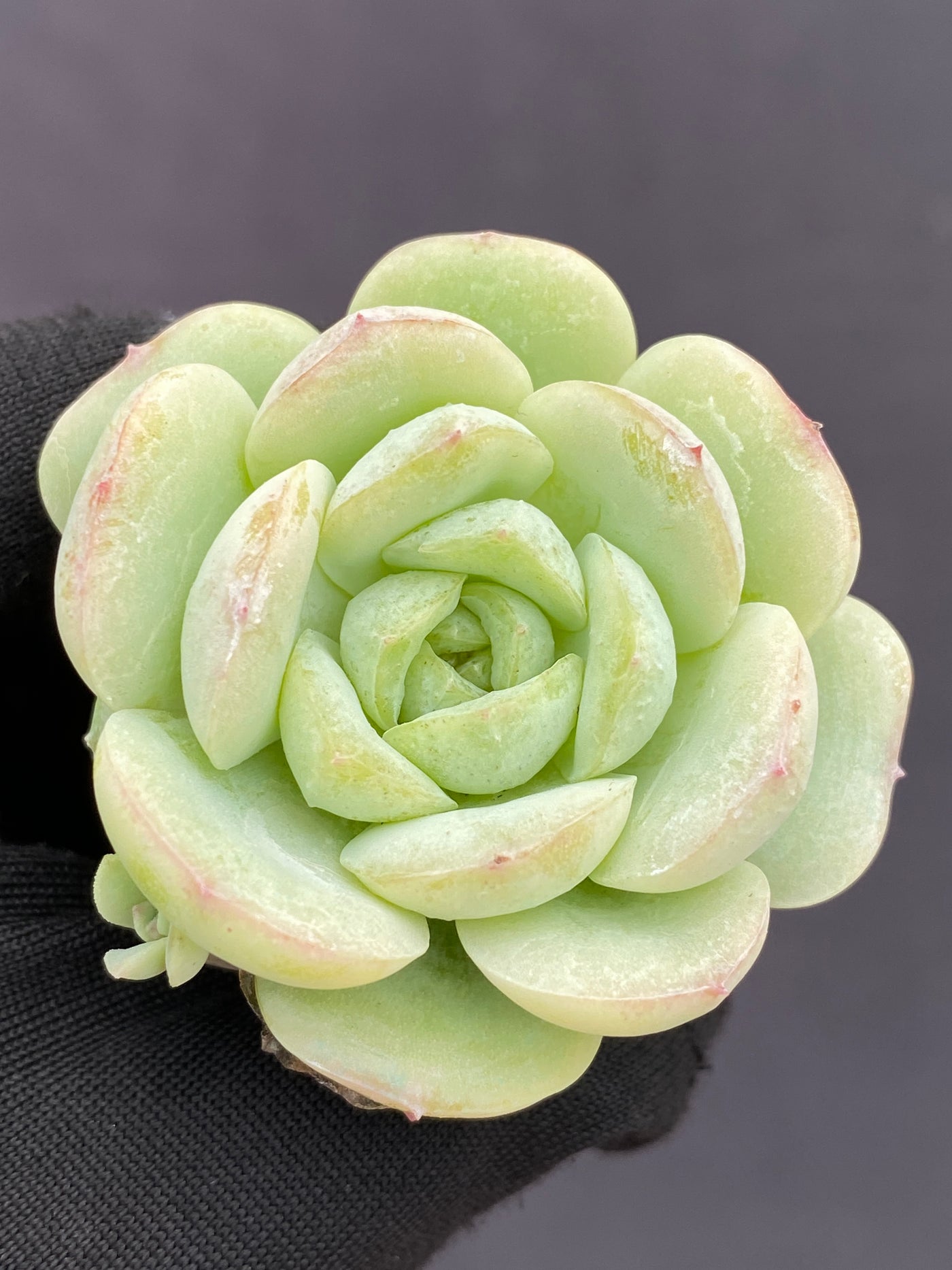 多肉植物 ベイビーグリーン 105株セット 品番AB0187