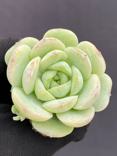 多肉植物 ベイビーグリーン 105株セット 品番AB0187