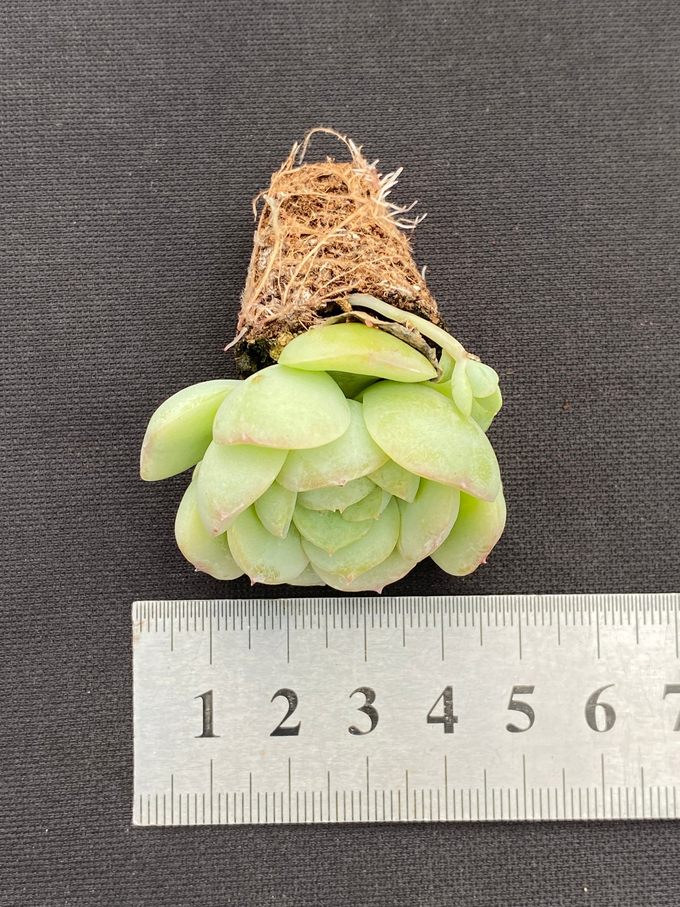多肉植物 ベイビーグリーン 105株セット 品番AB0187