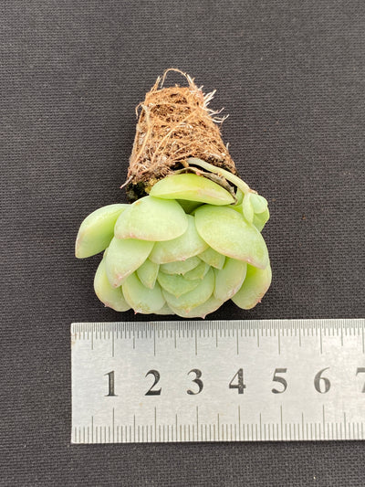 多肉植物 ベイビーグリーン 105株セット 品番AB0187