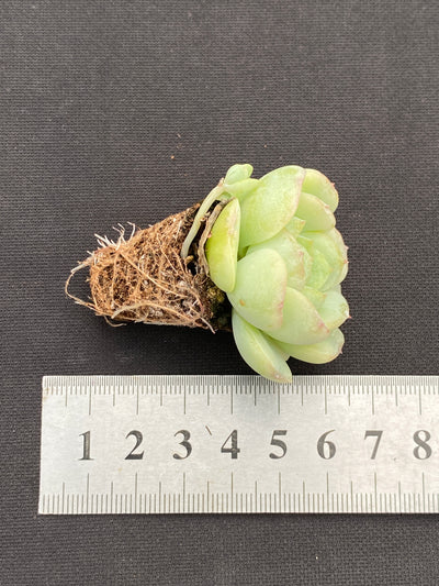 多肉植物 ベイビーグリーン 105株セット 品番AB0187