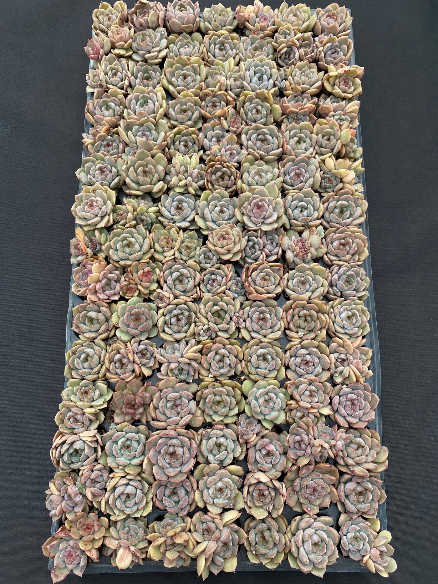 多肉植物 アカコイ 105株セット 品番AB0186