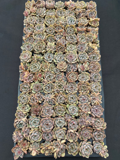 多肉植物 アカコイ 105株セット 品番AB0186