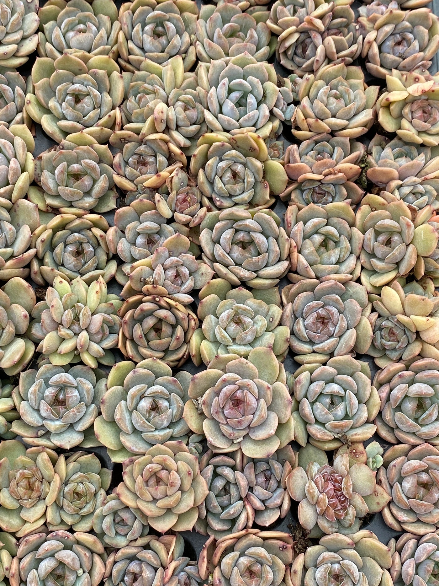 多肉植物 アカコイ 105株セット 品番AB0186