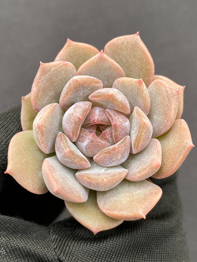 多肉植物 アカコイ 105株セット 品番AB0186
